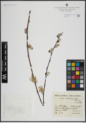 Foto von Salix atrocinerea Brot.